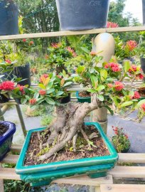 Lotus ixora trees, red ixora trees