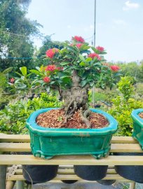 Lotus ixora trees, red ixora trees