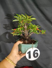 Lotus ixora trees, red ixora trees