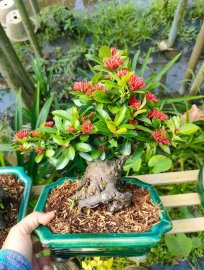 Lotus ixora trees, red ixora trees