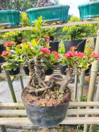 Lotus ixora trees, red ixora trees