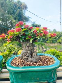 Lotus ixora trees, red ixora trees