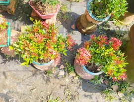 Lotus ixora trees, red ixora trees