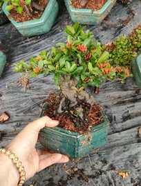 Lotus ixora trees, red ixora trees