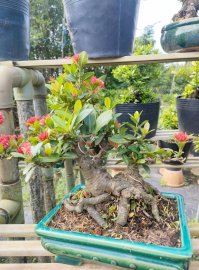 Lotus ixora trees, red ixora trees