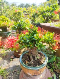 Lotus ixora trees, red ixora trees