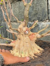 Water Jasmine tree in training