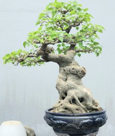 Bodhi bonsai tree