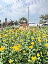 Hoa cúc và hoa tết các loại