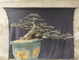 Vietnamese blue bell bonsai tree