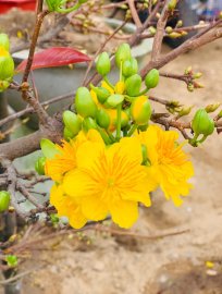 Yellow apricot tree