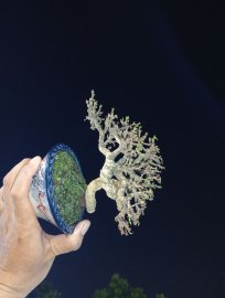 Mai chiếu thủy lá trung