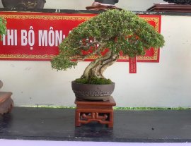 Vietnamese blue bell bonsai tree