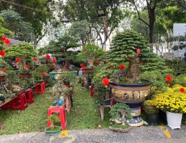 Mời ace đến hội chợ Hoa Xuân ngắm bonsai hoa kiểng