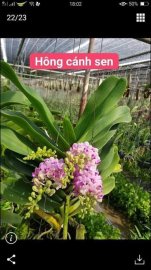 Trâu thái màu hồng cánh sen