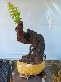 Cây cẩm sống thị  khỏe
