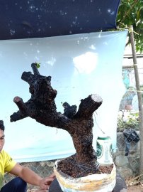Cây cẩm thị cốt đẹp
