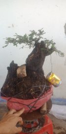Cây cẩm thị mới về