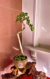 Sam trái bonsai dáng văn nhân siêu già.