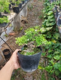 Chuyên sản xuất nhiều loại bonsai mini