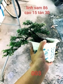 Linh Sam 86, Ae ai về lên chậu xịn gặp em nhé