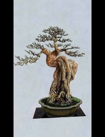 Tương lai sáng ngời: Demo Bonsai