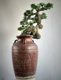 Cây Cần Thăng Bonsai cho cả năm Thăng hoa và thăng tiến