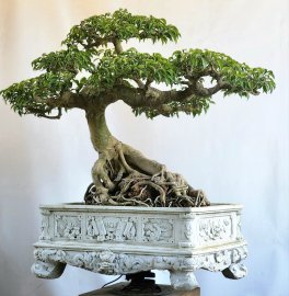 Sanh bonsai đẹp cây lâu năm tay cành thuộc