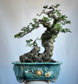 Cây khế gân chua bonsai mini già đẹp