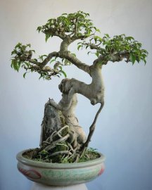 Cây sanh bonsai mini cây già liền lạc