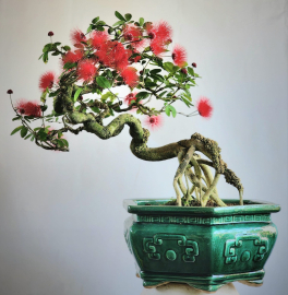 Cây Điệp Lào bonsai già