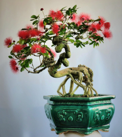 Cây Điệp Lào bonsai già