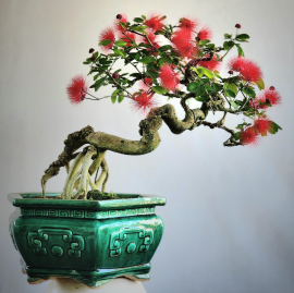 Cây Điệp Lào bonsai già