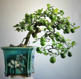 Chanh bonsai vừa ngắm vừa uống nước và ăn gà