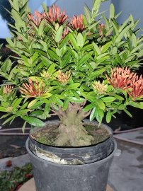 Cây trang đỏ đã xử lý đế sã đất về ae cứ việc lên chậu chơi Bonsai.