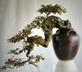 Cây lộc vừng Bonsai già đẹp thân co lắc năm