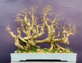 Cây Sơn Trà Bonsai