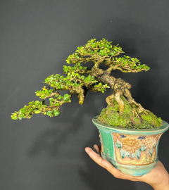 Cây sam núi trái bonsai