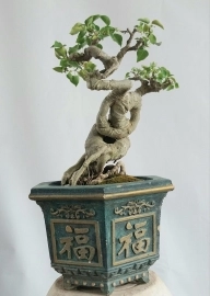 Cây bồ đề Bonsai mini