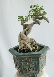 Cây bồ đề Bonsai mini