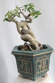 Cây bồ đề Bonsai mini