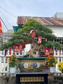 Cây nguyệt quế Bonsai