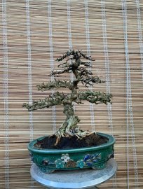 Cây sam núi trái già nu cục gl ae 