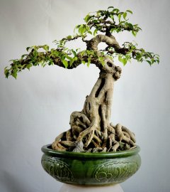 Cây sanh mini bonsai