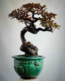 Cây lộc vừng bonsai cây già lá nhỏ đỏ đẹp