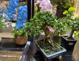 Có cái quầy bonsai mini nhỏ tại 108-110 sinh trung - nha trang