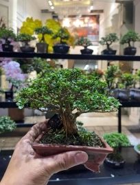 Có cái quầy bonsai mini nhỏ tại 108-110 sinh trung - nha trang