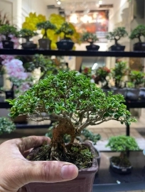 Có cái quầy bonsai mini nhỏ tại 108-110 sinh trung - nha trang