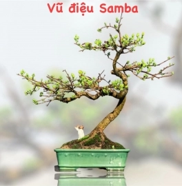 VŨ ĐIỆU SAMBA