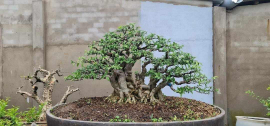 Cafe - Bonsai - Suiseki (Past)